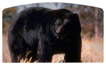 DACRO-301 Black Bear